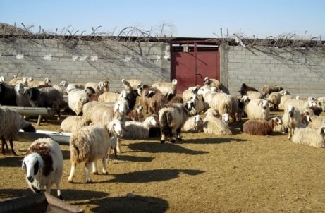 رئیس هیأت مدیره اتحادیه دامداران: نظارت بر بازار دام در آستانه عید قربان وجود دارد