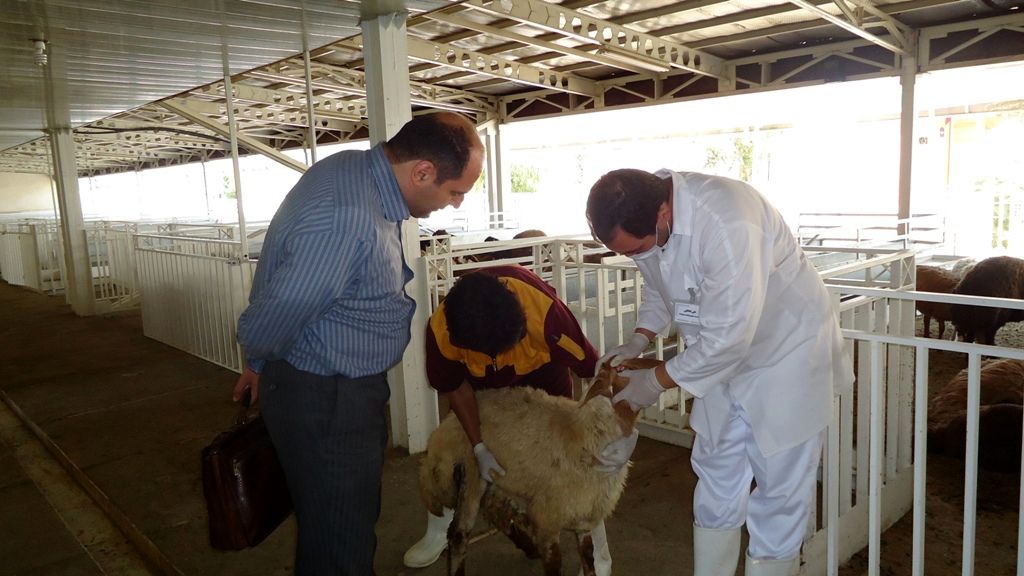 لیست 35 جایگاه‌ عرضه بهداشتی دام منتشر شد