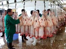 مدیرکل دامپزشکی استان تهران: 106 اکیپ برعرضه دام زنده نظارت می‌کنند