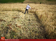 هیأت دولت قیمت خرید تضمینی محصولات زراعی برای سال 94-93 را تصویب کرد