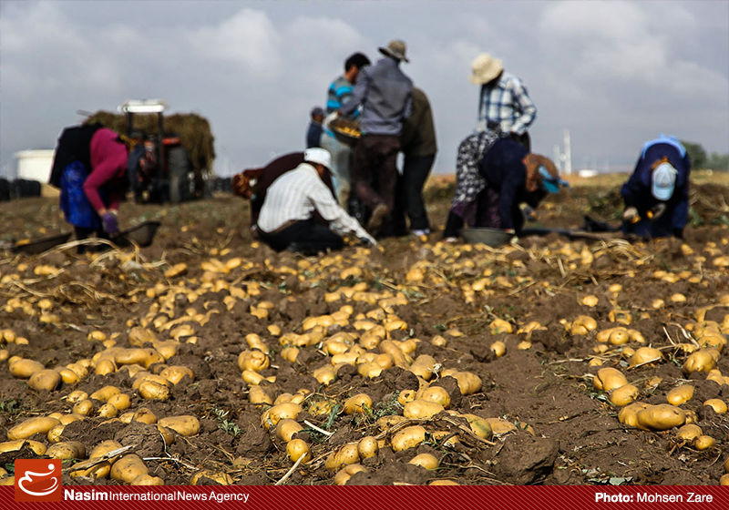 معاون وزیر جهاد: تولید سیب زمینی به دو برابر افزایش می‌یابد