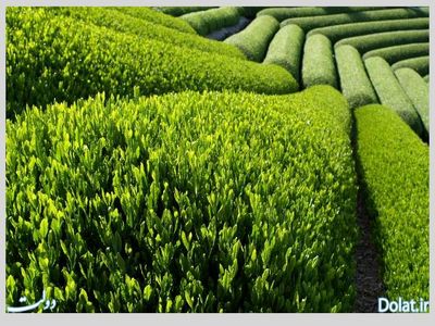 "سوختگی بوته‌های چای 70 درصد برداشت برگ سبز را کاهش داد"