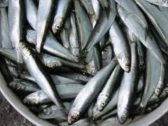 88 میلیارد ریال اعتبار برای کنترل و مبارزه با بیماری ویروسی در ماهیان سردآبی اختصاص یافت