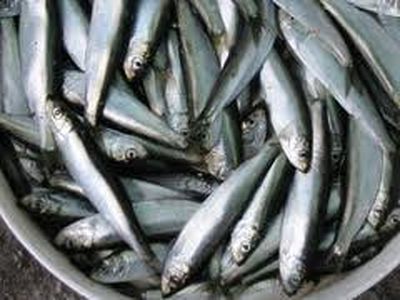 88 میلیارد ریال اعتبار برای کنترل و مبارزه با بیماری ویروسی در ماهیان سردآبی اختصاص یافت