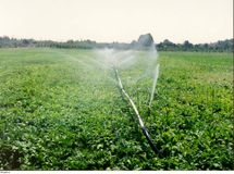 معاون وزیر جهاد کشاورزی: 1300 میلیارد تومان برای آبیاری نوین اختصاص داده شد