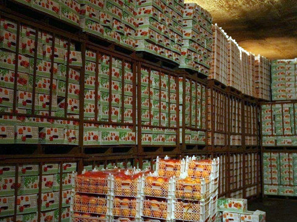 مدیرعامل اتحادیه باغداران: تولید مرکبات صادراتی تحت نظارت روسیه انجام میشود