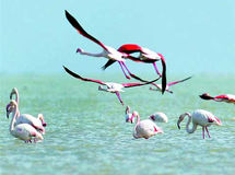 "تالاب‌های میانکاله، ارژنگ و پریشان صاحب حریم می‌شوند"