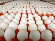 تخم مرغ ایرانی به کدام کشورها صادر می‌شود؟

