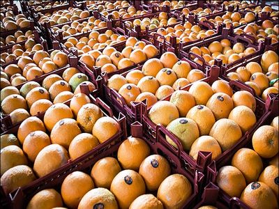 قیمت پرتقال و سیب بازار شب عید اعلام شد