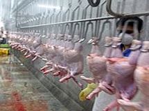 قیمت مرغ گرم به 6980 تومان رسید