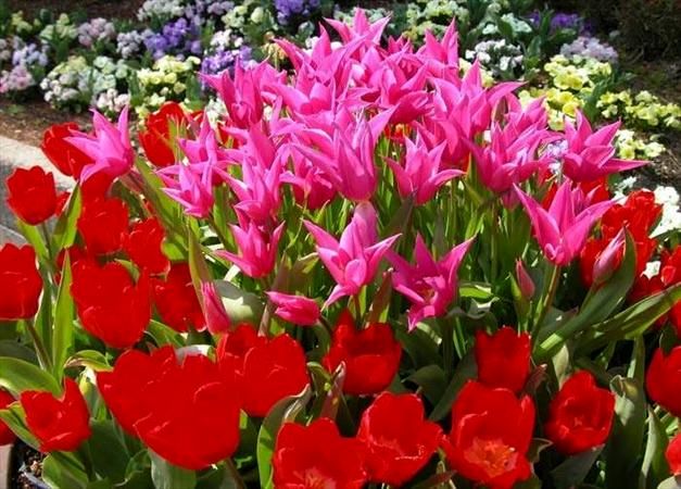 رئیس اتحادیه گل‌فروشان: در آستانه روز مادر بازار گل رونق ندارد