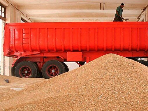 حجتی: واردات گندم از 500 هزار تا یک میلیون تن کاهش می‌یابد