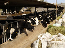 تولید 17 کارخانه خوراک دام به دستور سازمان دامپزشکی متوقف شد