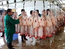 علل افزایش قیمت گوشت گوسفندی اعلام شد