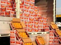 خبر صادرات میوه به ترکیه تکذیب شد