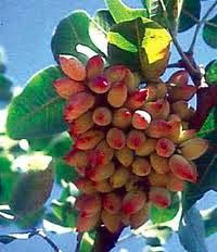 رئیس اتحادیه خشکبار: آمریکا با شایعه‌پراکنی به دنبال گرفتن بازار پسته ایران است