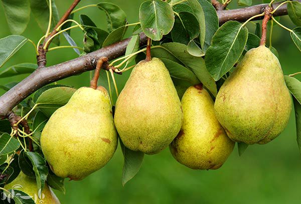 رئیس اتحادیه فروشندگان میوه و ترهبار: گلابی چینی هم وارد بازار شد!