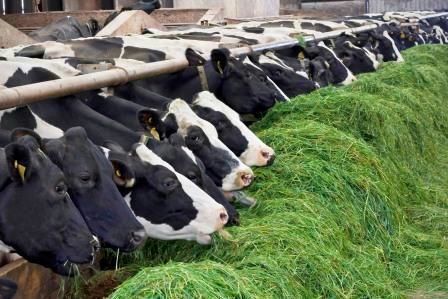 شاخص قیمت تولیدکننده گاوداری صنعتی 7.1 درصد افزایش یافت