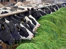 شاخص قیمت تولیدکننده گاوداری صنعتی 7.1 درصد افزایش یافت