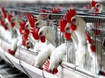 قیمت مرغ در ماه رمضان اعلام شد