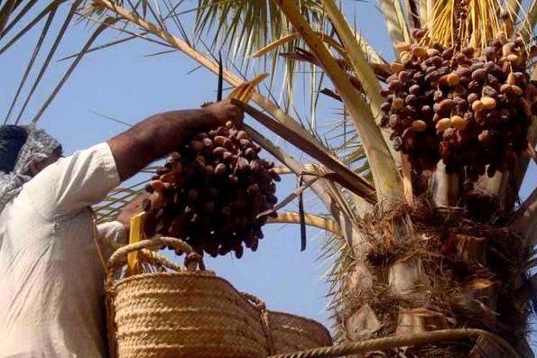 عضو هیئت مدیره اتحادیه خشکبار: سالانه 150 هزار تن خرمای ایرانی به 100 کشور دنیا صادر میشود