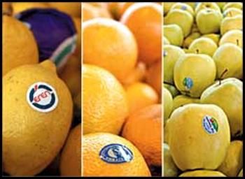 قائم‌مقام خانه کشاورز:  قواعد مجوزهای وارداتی در محصولات کشاورزی رعایت نمی‌شود