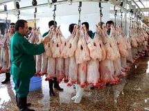 رئیس اتحادیه گوشت گوسفندی: بیماری تب کریمه کنگو به تهران نرسیده است
