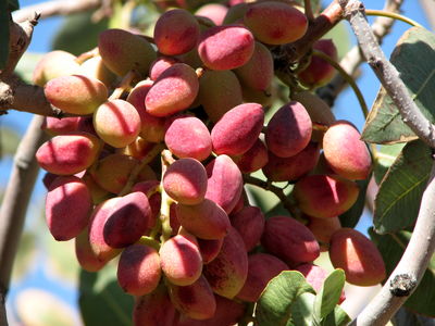 رقیب پسته ایران، از افغانستان می‌آید