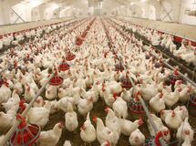 رئیس انجمن پرورش دهندگان مرغ گوشتی: آنفولانزا به مرغداری‌های صنعتی ایران نرسیده است