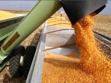 معاون حجتی: خرید تضمینی گندم در سال جاری 800 هزار تن رشد داشت