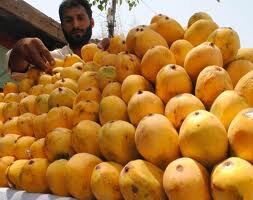 واردات انبه پاکستانی منوط به رعایت شرایط قرنطینه‌ای شد