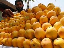 واردات انبه پاکستانی منوط به رعایت شرایط قرنطینه‌ای شد