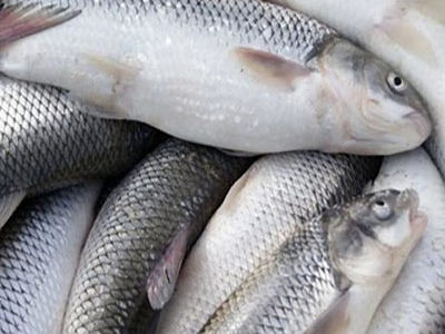 مدیر اتحادیه پرورش  آبزیان:  پتانسیل 1.5 میلیارد دلاری صادرات   شیلات به روسیه صفر است