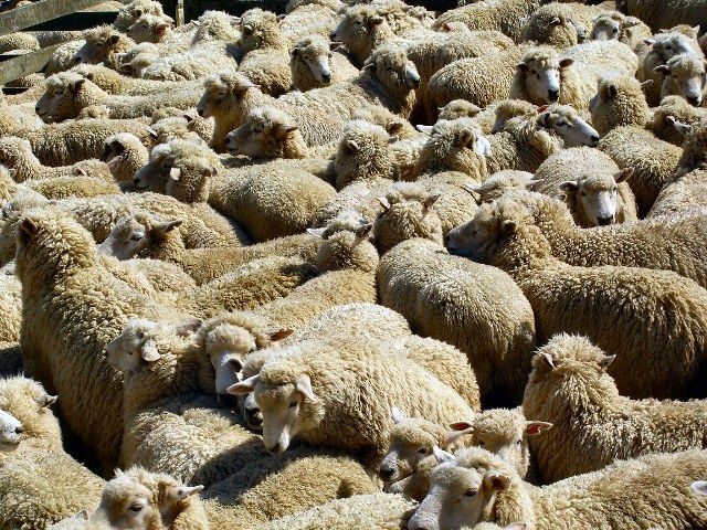 استرالیا خواستار صادرات گوسفند به ایران شد
