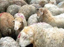 واکنش رئیس اتحادیه گوشت به  واردات گوشت از استرالیا؛ دامداران  متضرر می‌‌شوند