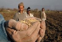 اخذ مابه‌التفاوت ۱۵۰ تومانی واردات جو و گندم لغو شد