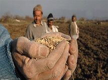 اخذ مابه‌التفاوت ۱۵۰ تومانی واردات جو و گندم لغو شد