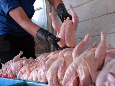 مرغ و تخم‌مرغ‌های صادراتی ایران برگشت خوردند