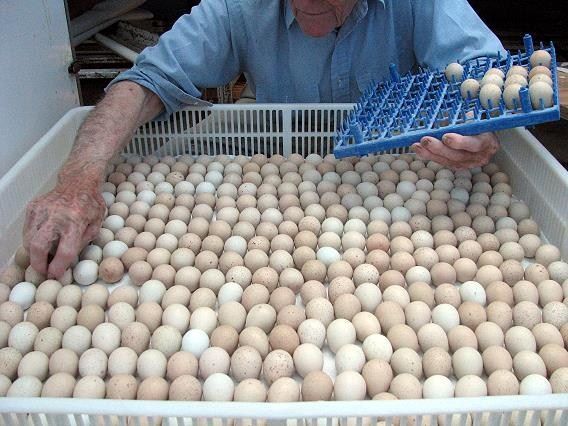 دبیر کانون سراسری مرغ تخمگذار: ترکیه در بازار تخم مرغ جای ایران را گرفت