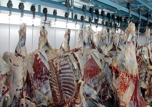 سازمان دامپزشکی: ذبح دام در مکانها ومعابر عمومی باعث انتقال بیمارهای مشترک میشود