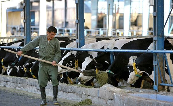 رئیس اتحادیه دامداران: دولت دامداران را برای قاچاق دام به ترکیه تشویق می‌‌کند