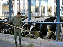رئیس اتحادیه دامداران: دولت دامداران را برای قاچاق دام به ترکیه تشویق می‌‌کند
