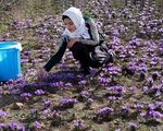 طلای سرخ ایران در گرداب قاچاق و بی‌برندی/ چرا اسپانیا برند زعفران ایران را تصاحب کرده است؟
