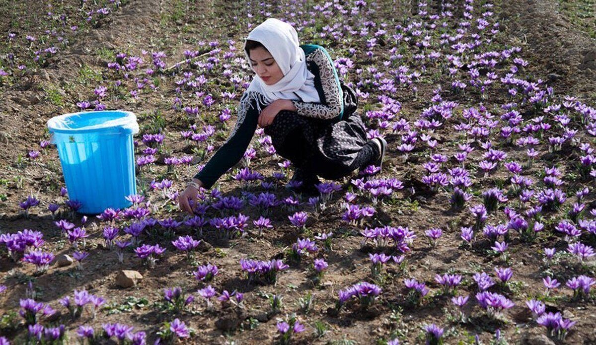 طلای سرخ ایران در گرداب قاچاق و بی‌برندی/ چرا اسپانیا برند زعفران ایران را تصاحب کرده است؟

