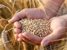 تأمین 100 همت اعتبار جدید برای خرید گندم پس از حذف ارز ترجیحی
