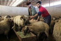 قیمت جدید دام‌ زنده امروز ۷ آذر ۱۴۰۴ / گوسفند گران شد
