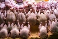 صدور مجوز صادرات گوشت مرغ / افزایش قیمت مرغ در راه است؟
