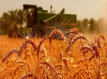 قیمت گندم باید اصلاح شود

