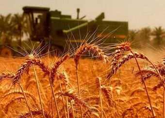 قیمت گندم باید اصلاح شود
