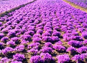 ایران و فائو در تقویت ارزش زنجیره زعفران وارد همکاری شدند